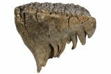 Fossil Woolly Mammoth Molar - Nice Roots #235038-1